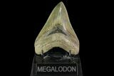 Serrated, Fossil Megalodon Tooth - Georgia #142358-1
